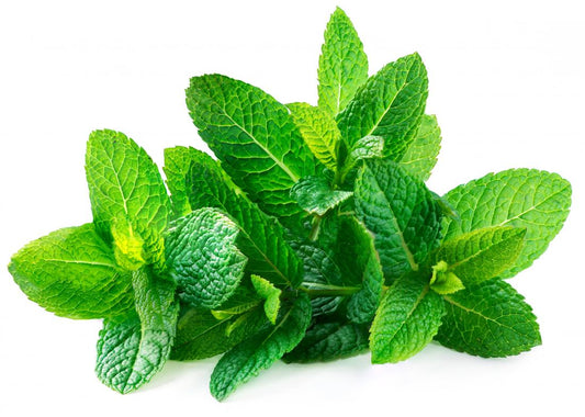 Organic Spearmint Leaf Teabags| Mentha spicata