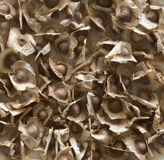 Organic Moringa Oleifera Seeds, Moringaceae, GMO Free