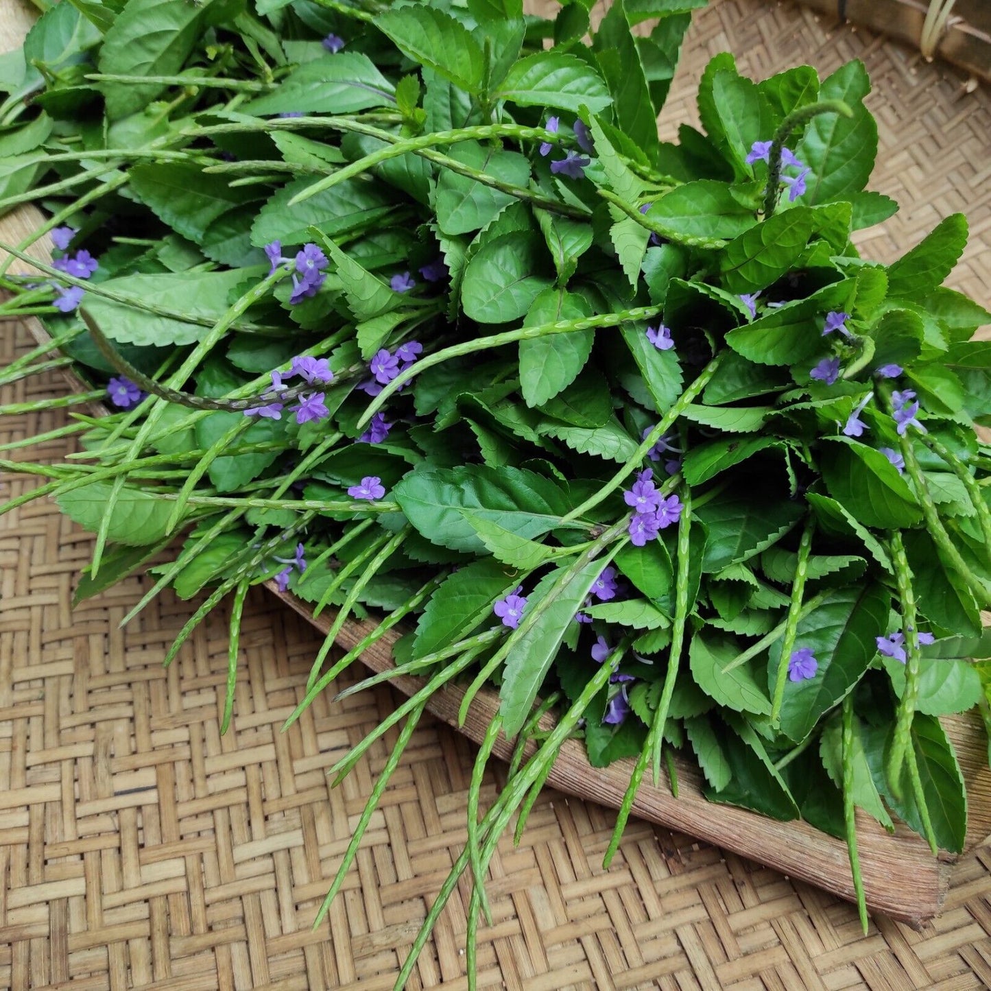 Rivina Humilis Dog blood bush & Blue Vervain Tea bags