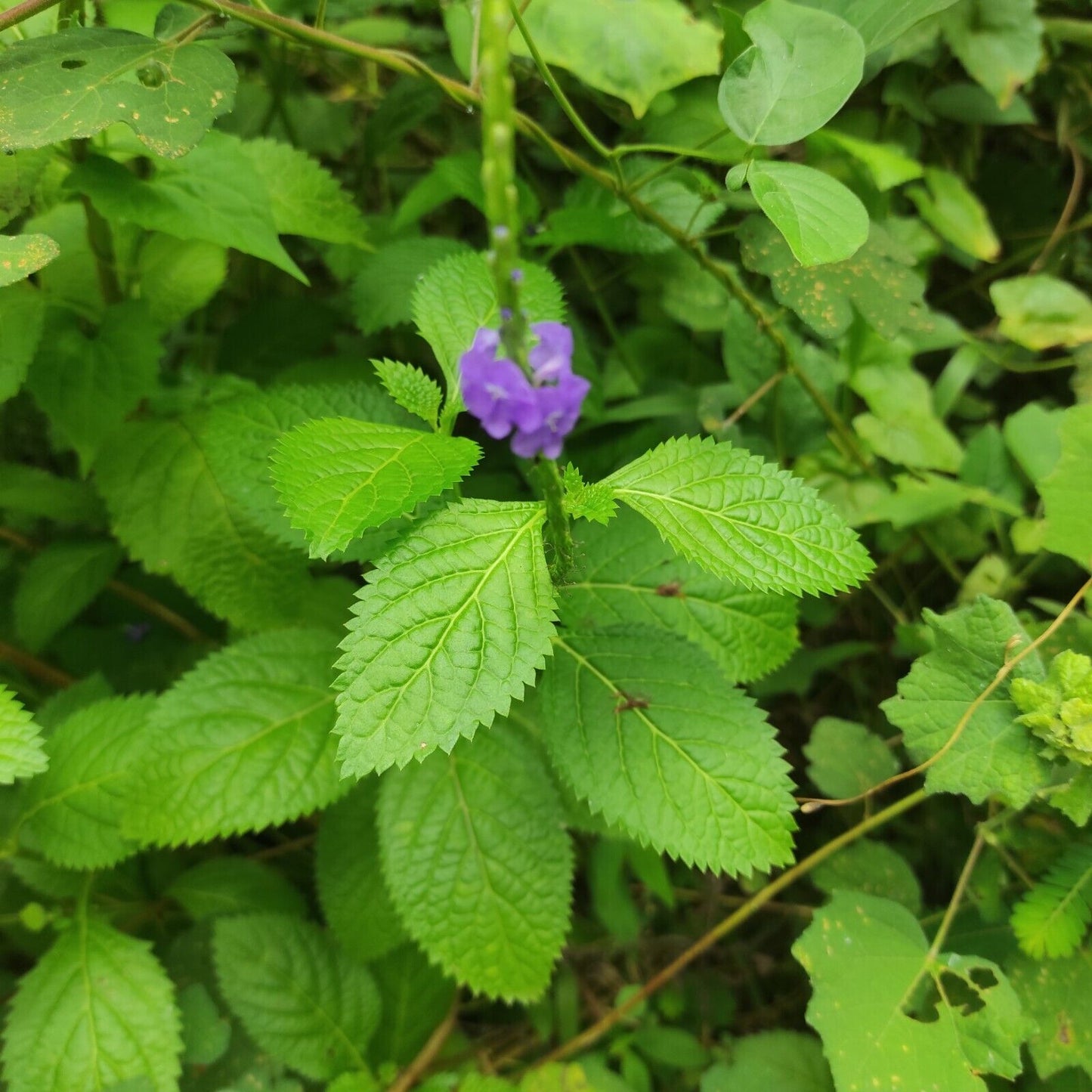 Rivina Humilis Dog blood bush & Blue Vervain Tea bags