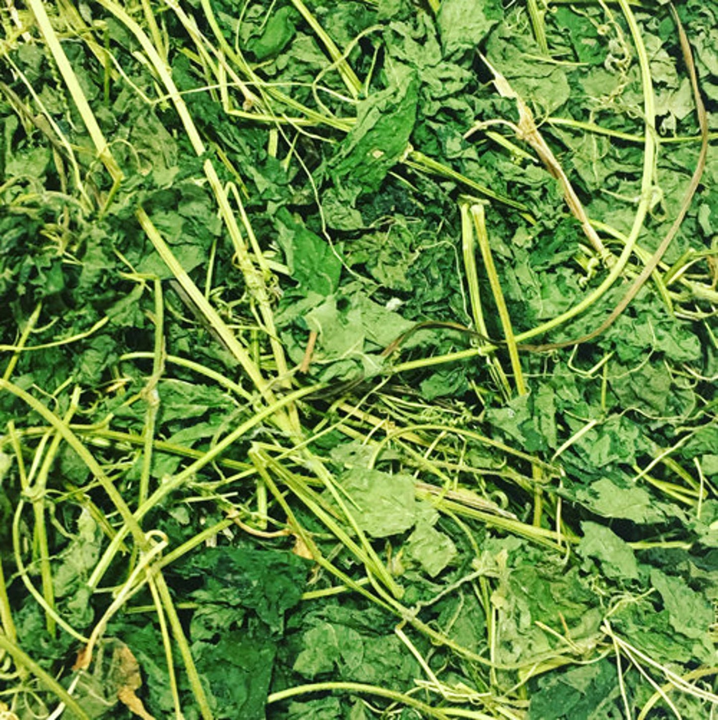 CERASEE | 100% Wild Crafted & Hand Picked | Bitter Melon| Momordica Charantia