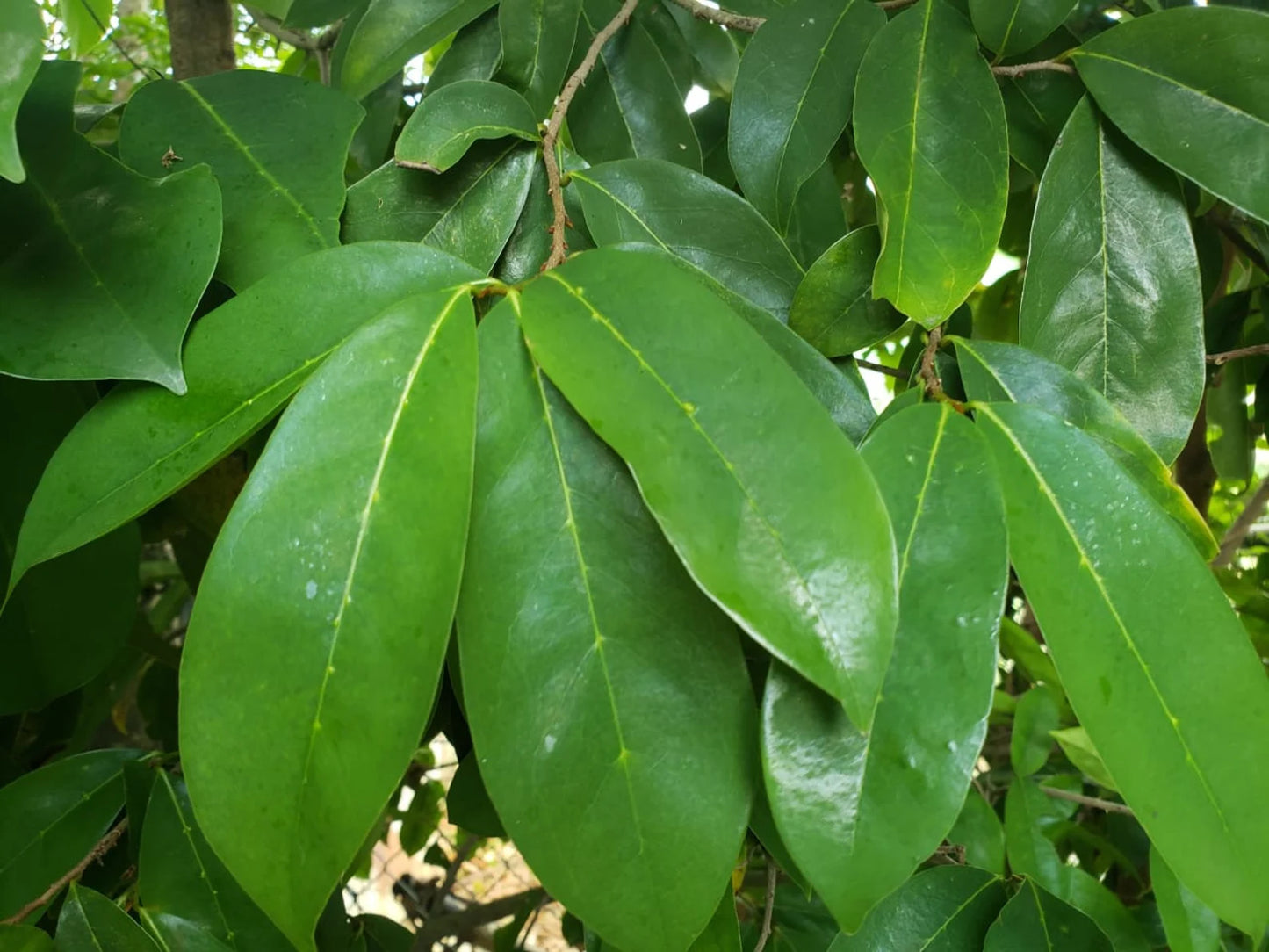 Organic Jamaican Whole SOURSOP LEAVES | Wildcrafted, Hand Picked & Air-Dried | Annona Muricata