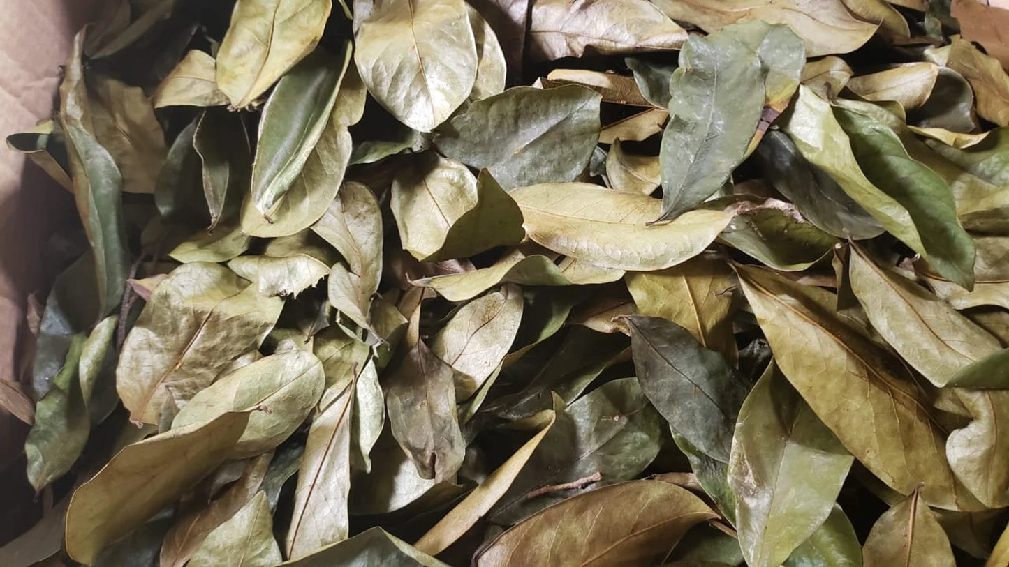 Organic Jamaican Whole SOURSOP LEAVES | Wildcrafted, Hand Picked & Air-Dried | Annona Muricata