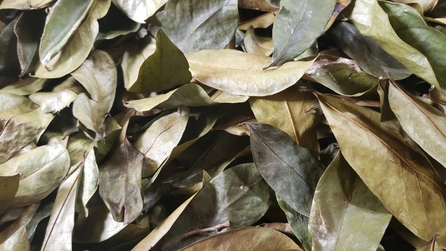 Organic Jamaican Whole SOURSOP LEAVES | Wildcrafted, Hand Picked & Air-Dried | Annona Muricata