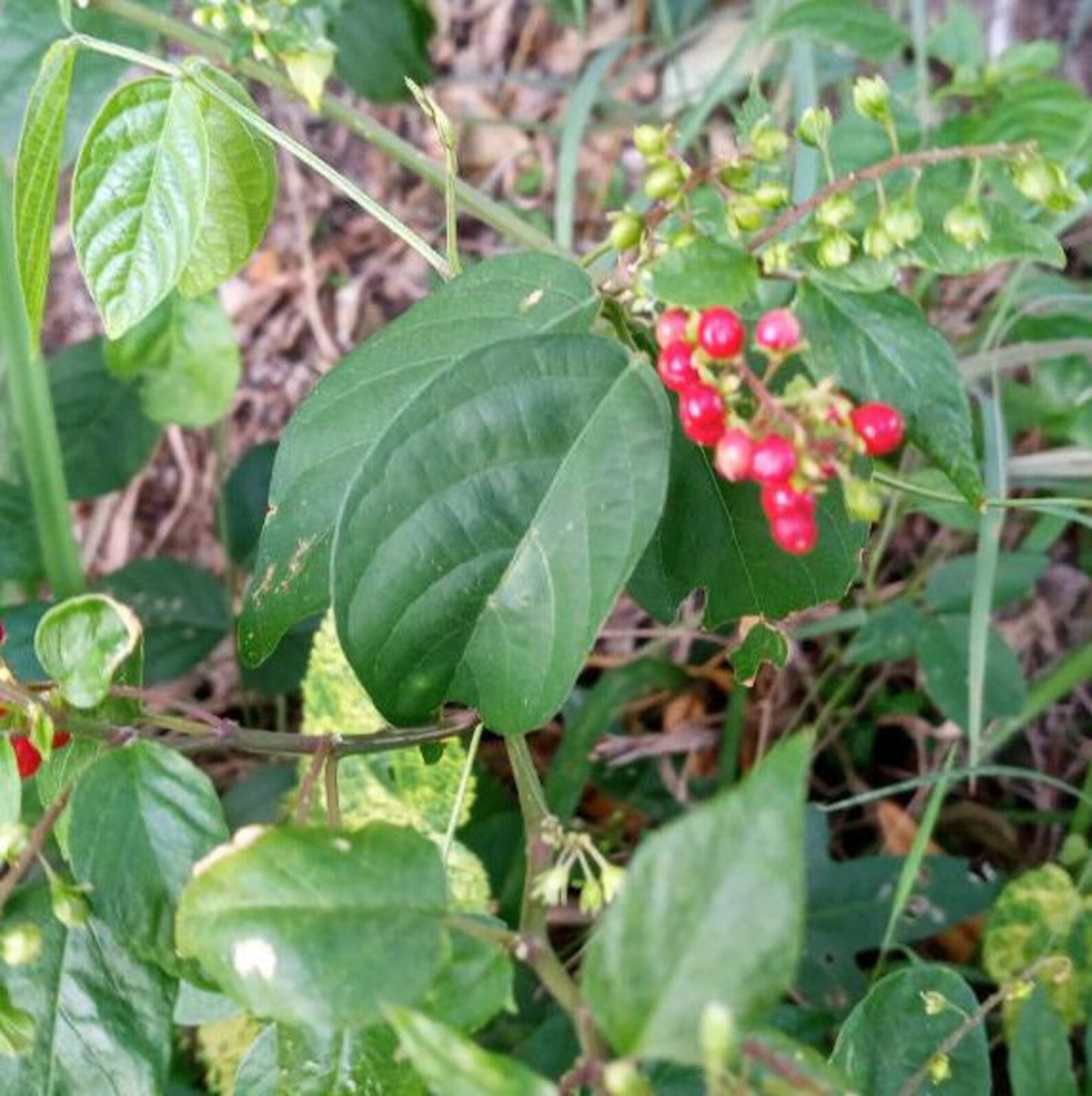 Rivina Humilis Dog blood bush & Blue Vervain Tea bags