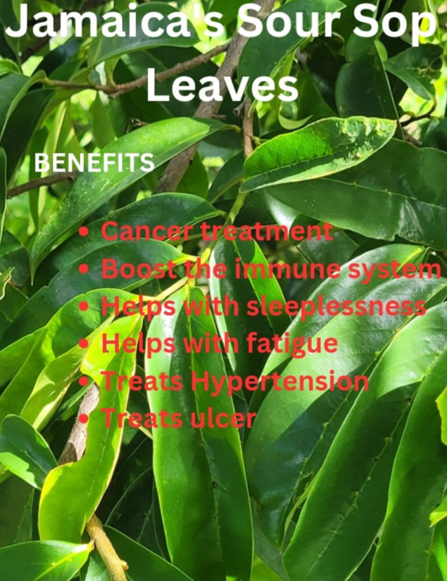 Organic Jamaican Whole SOURSOP LEAVES | Wildcrafted, Hand Picked & Air-Dried | Annona Muricata