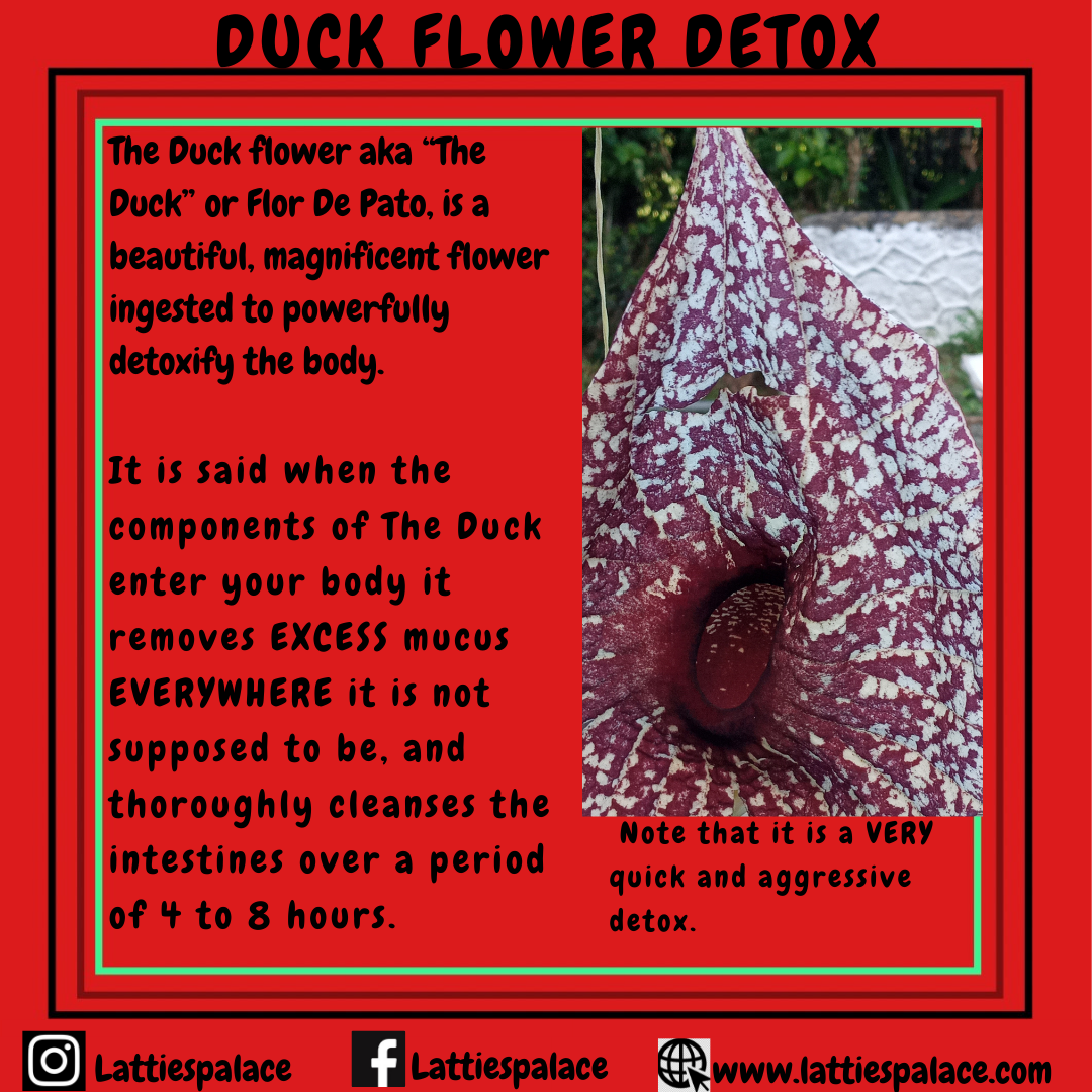 Duck Flower Detox Flor De Pato, Alkaline Herbal Cleanse// 100