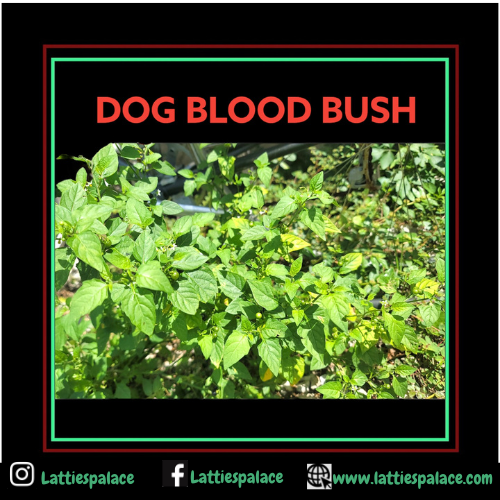 Dog Blood Bush Herbs (fertility Bush)-Rivina Humilis