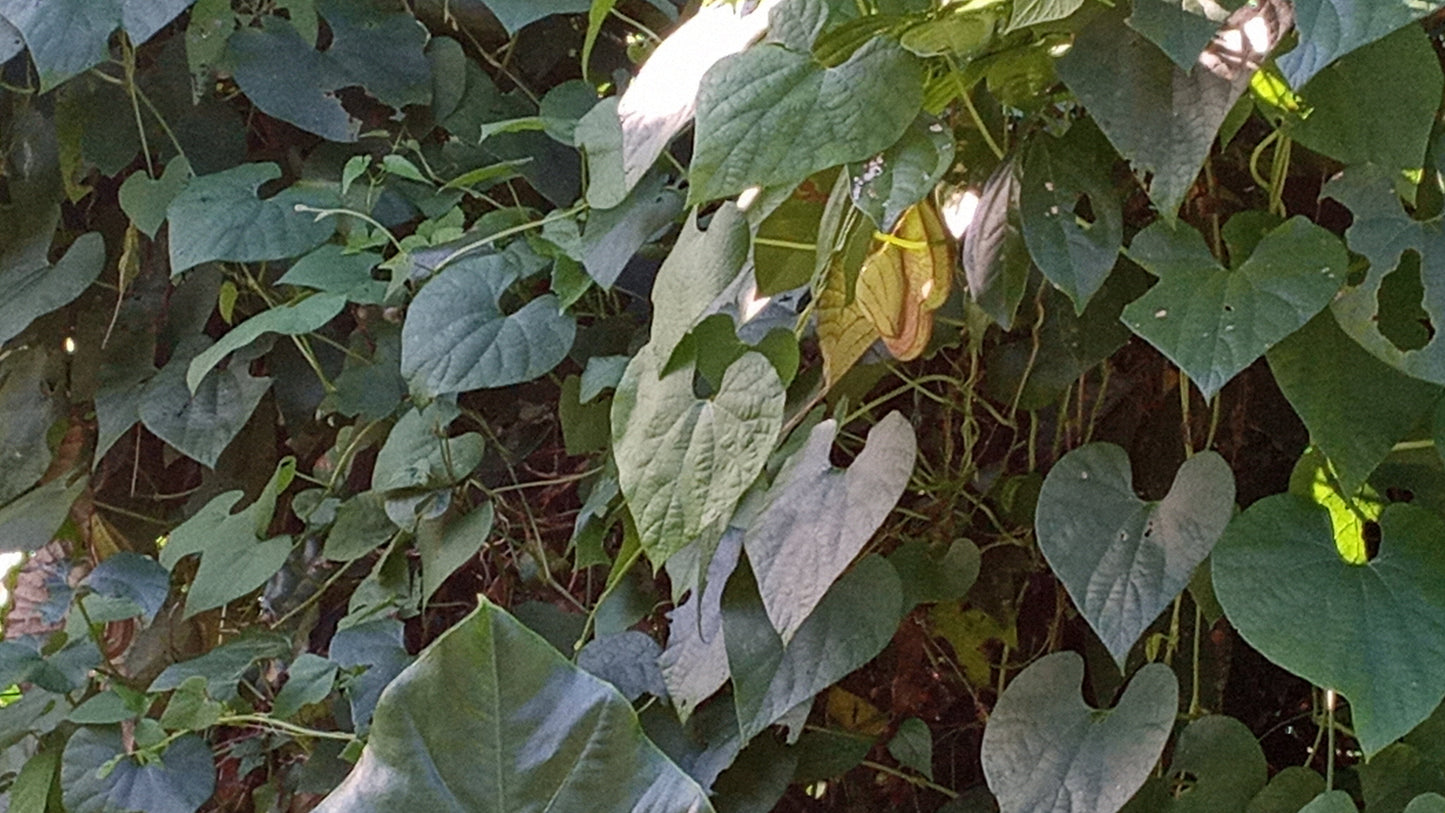 Dried Jamaican Duck Flower Detox - LattiesPalace