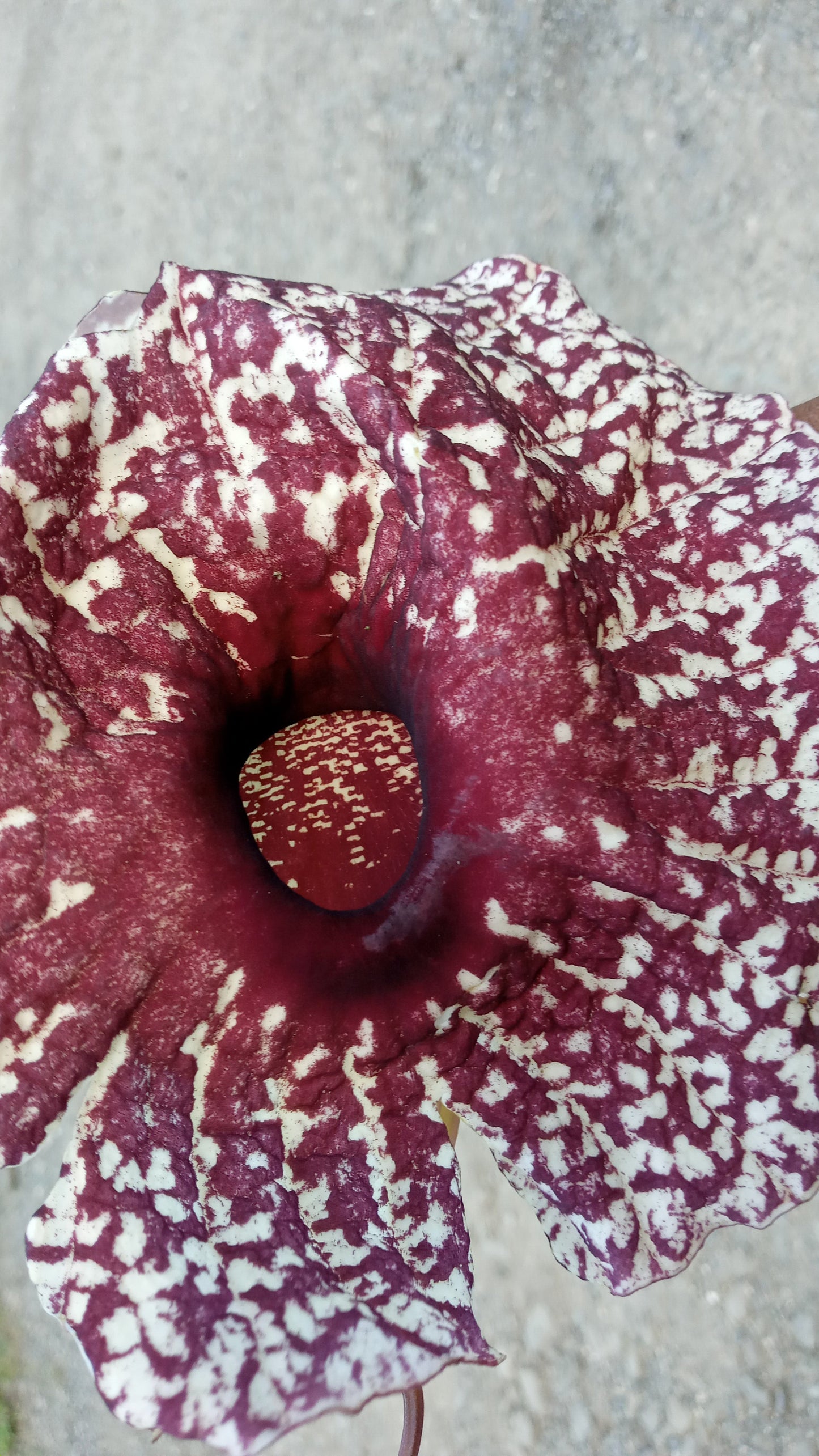 Dried Jamaican Duck Flower Detox - LattiesPalace