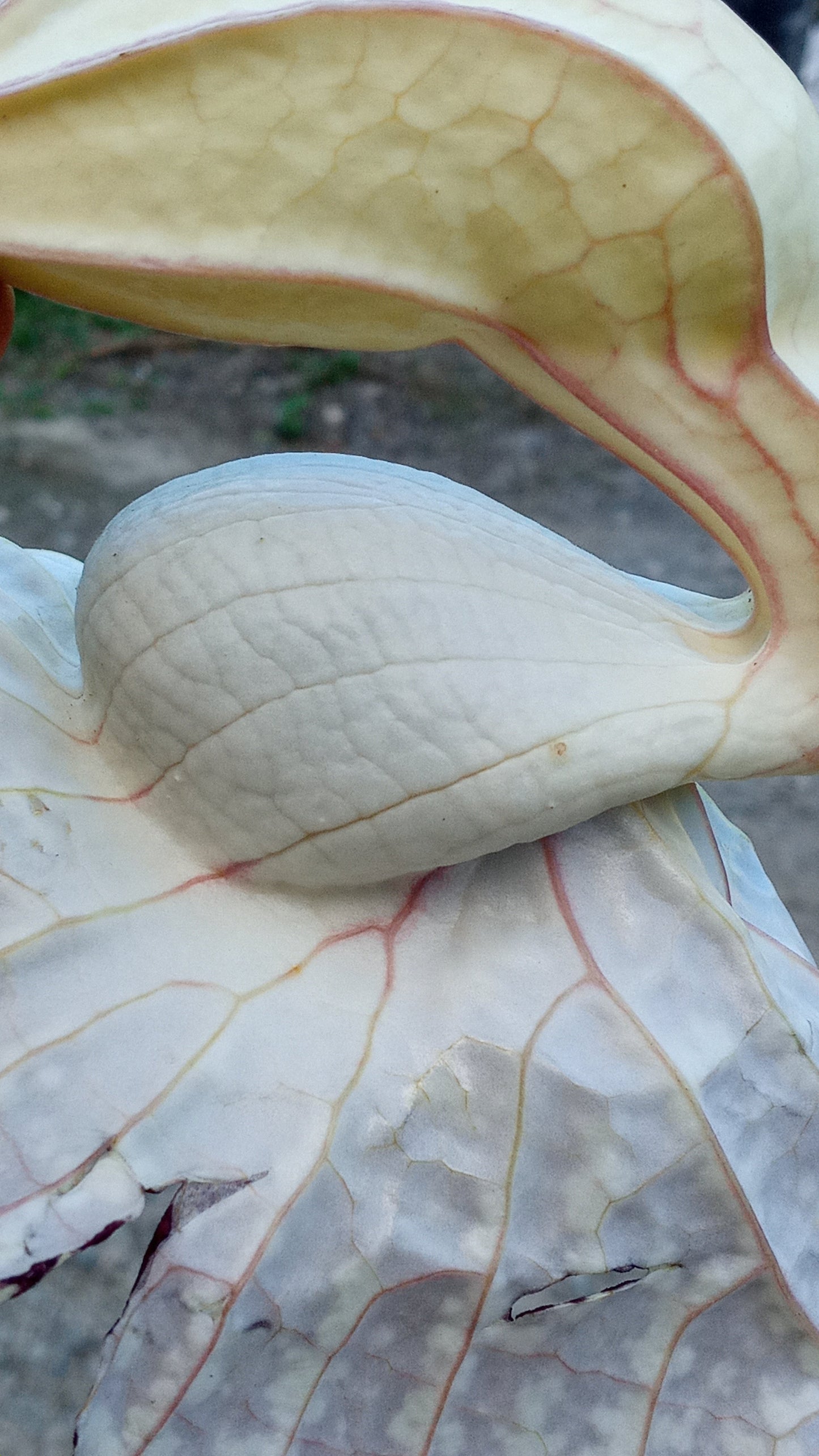 Dried Jamaican Duck Flower Detox - LattiesPalace