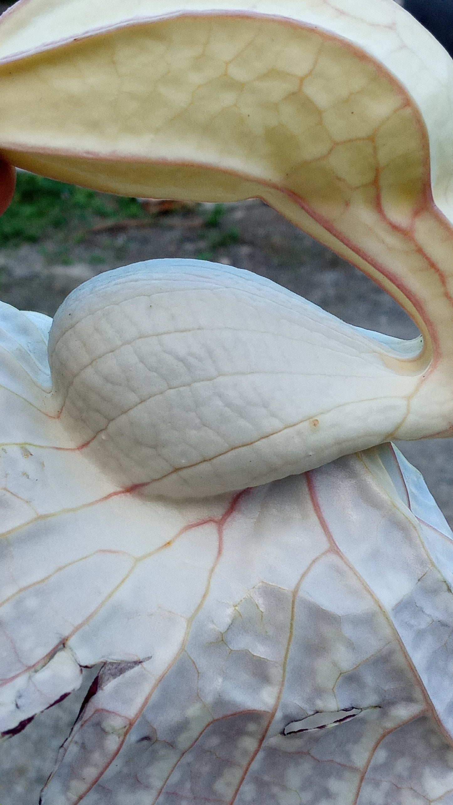 Dried Jamaican Duck Flower Detox - LattiesPalace