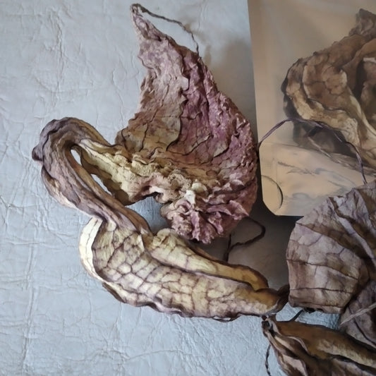 Dried Jamaican Duck Flower Detox - LattiesPalace