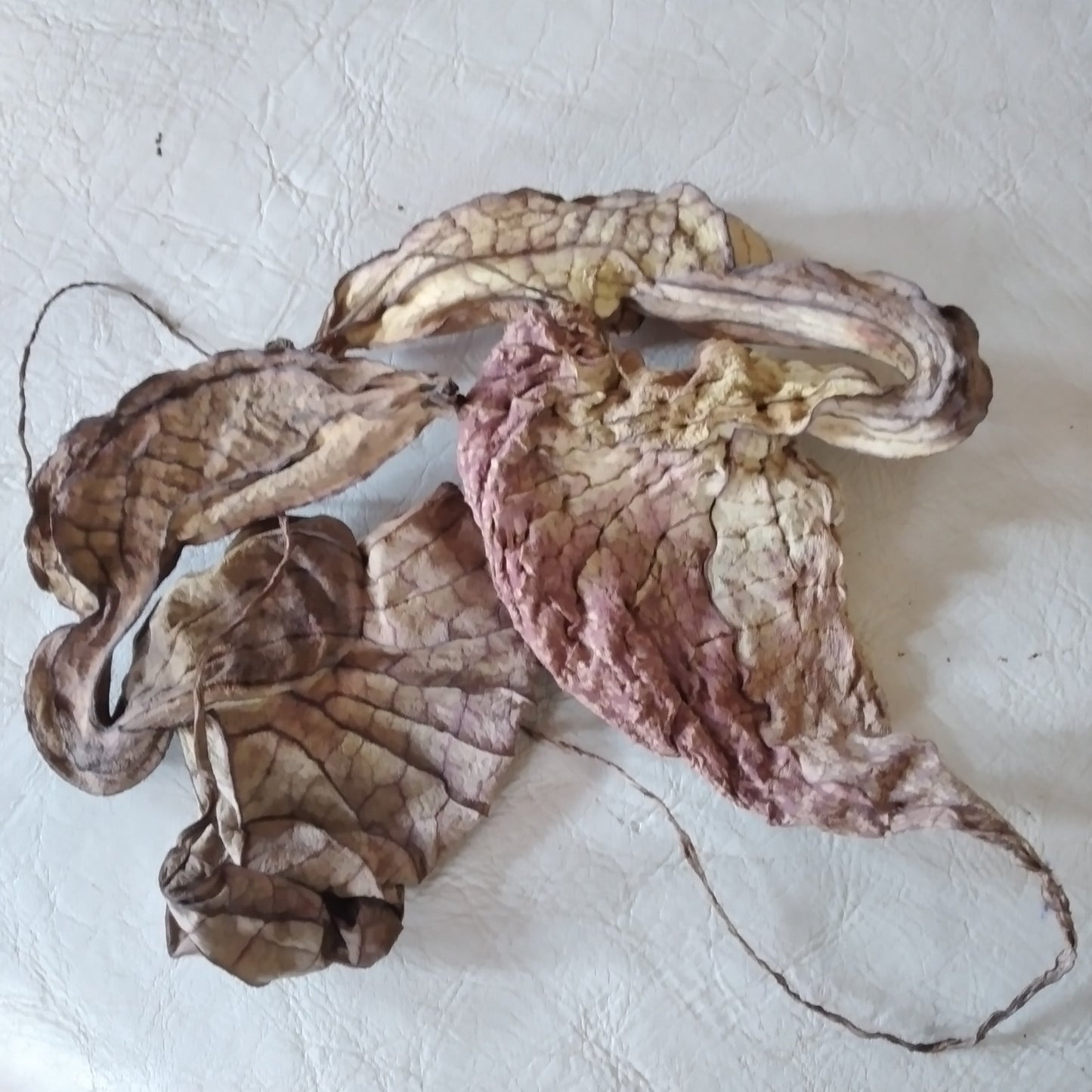 Dried Jamaican Duck Flower Detox - LattiesPalace
