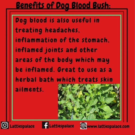 Dog Blood Bush Herbs (fertility Bush)-Rivina Humilis