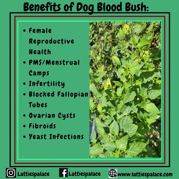 Dog Blood Bush Herbs (fertility Bush)-Rivina Humilis