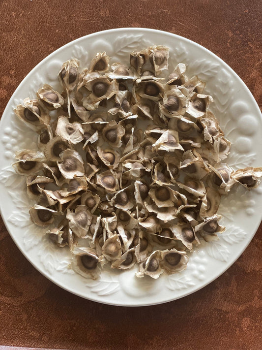 Organic Moringa Oleifera Seeds, Moringaceae, GMO Free - Stretchmarksbegone