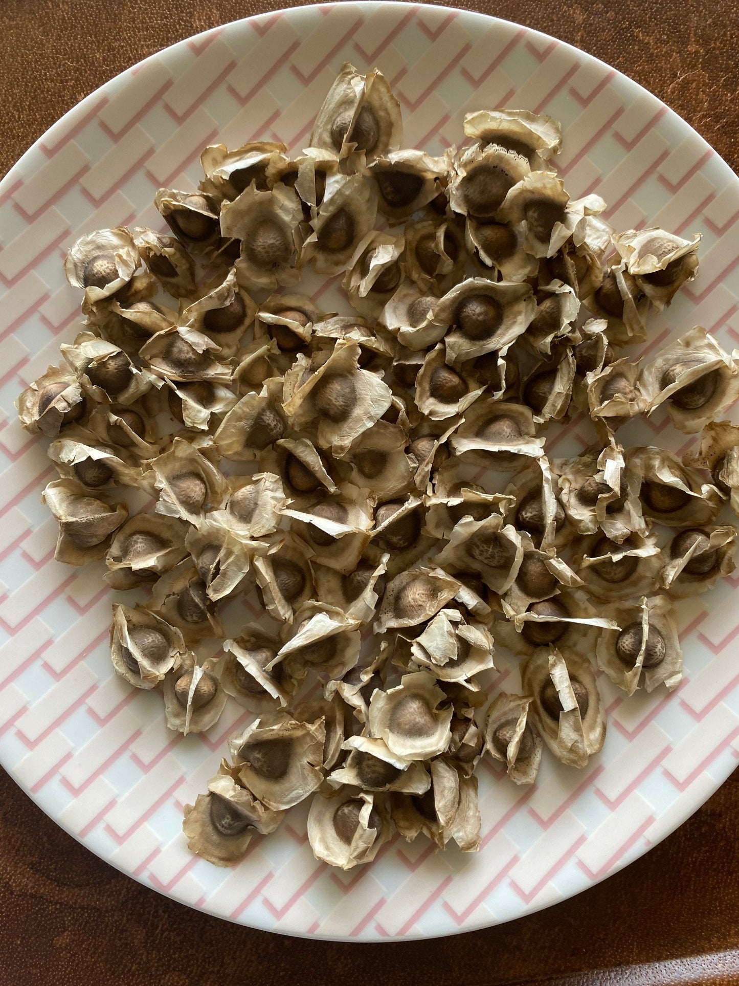 Organic Moringa Oleifera Seeds, Moringaceae, GMO Free - Stretchmarksbegone