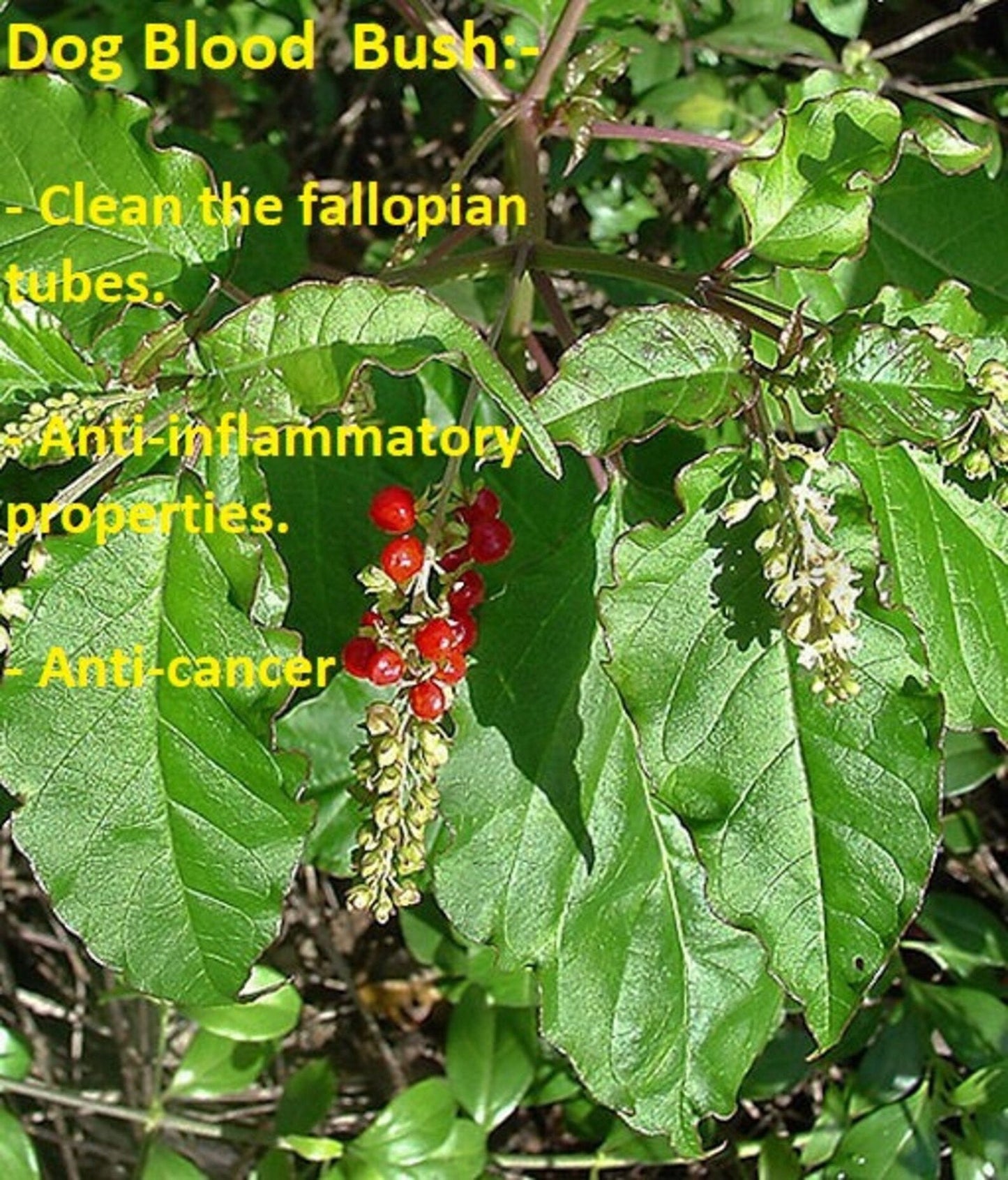 Dog Blood Bush Herbs (fertility Bush)-Rivina Humilis - Stretchmarksbegone