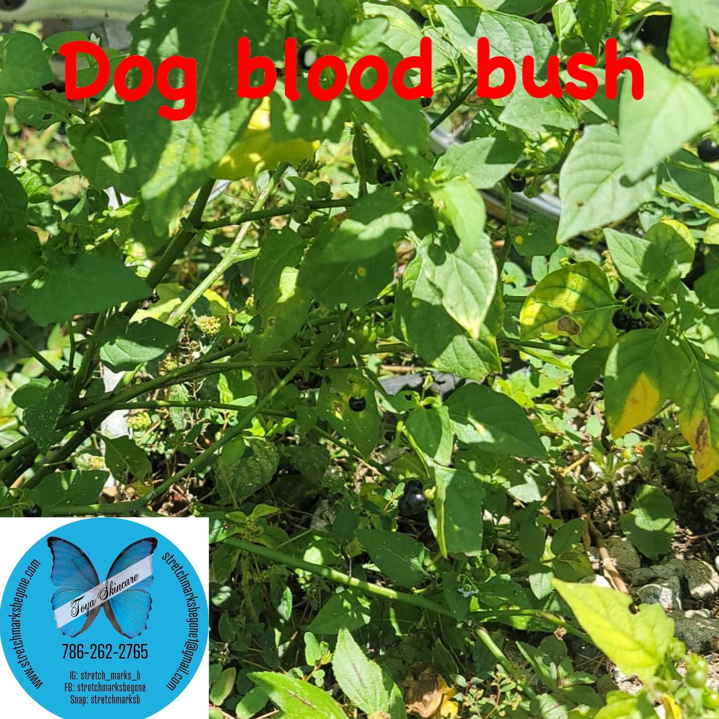 Dog Blood Bush Herbs (fertility Bush)-Rivina Humilis - Stretchmarksbegone