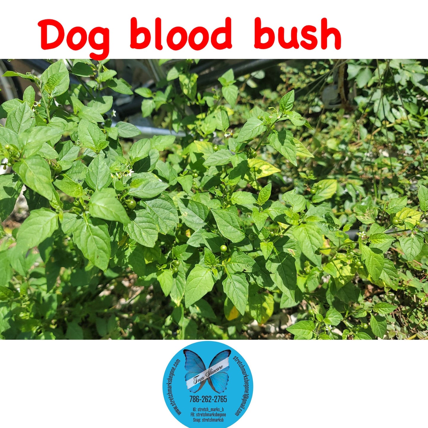 Dog Blood Bush Herbs (fertility Bush)-Rivina Humilis - Stretchmarksbegone