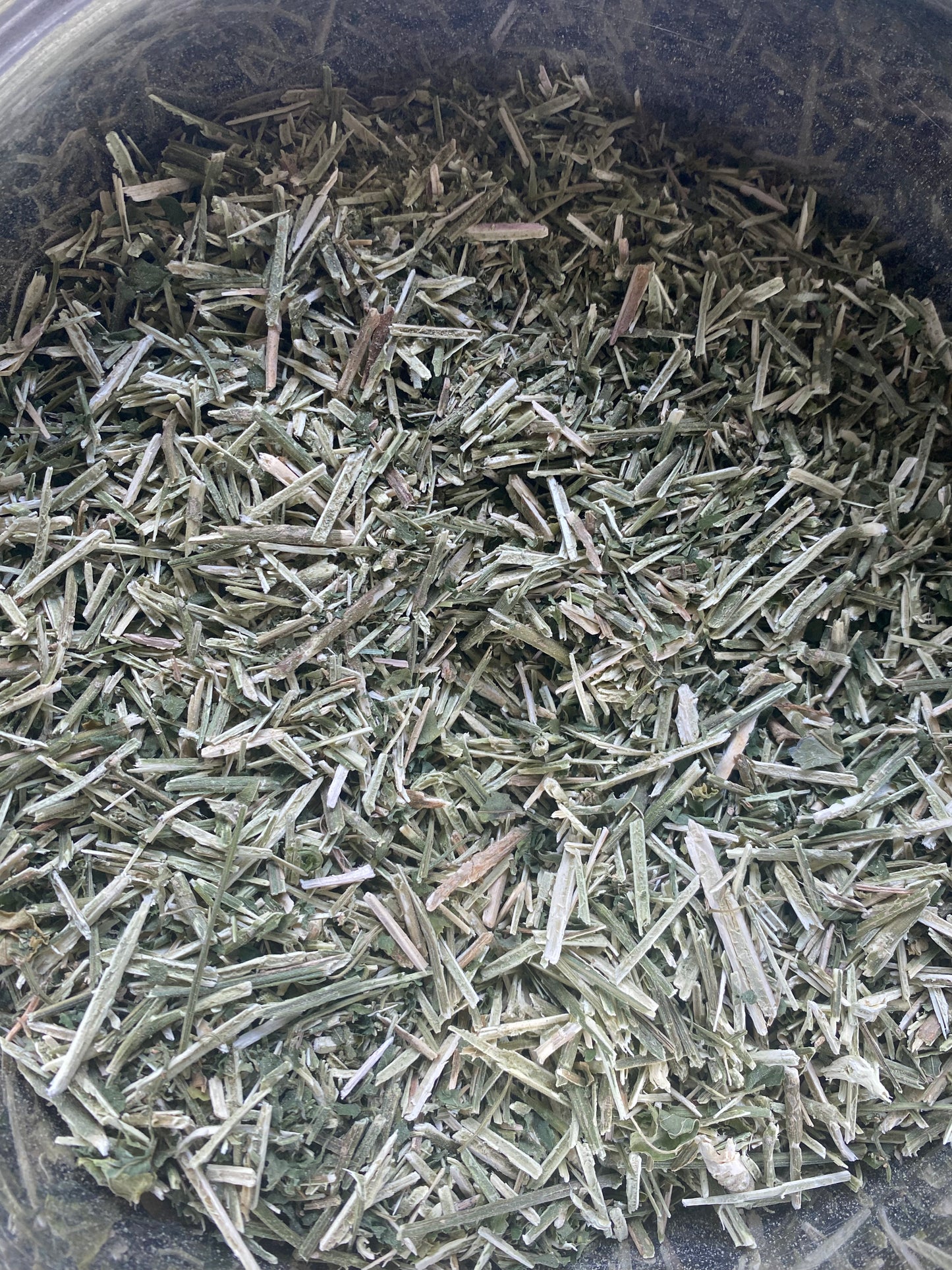 Dog Blood Bush Herbs (fertility Bush)-Rivina Humilis