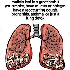 Mullien Leaf Capsules - Stretchmarksbegone
